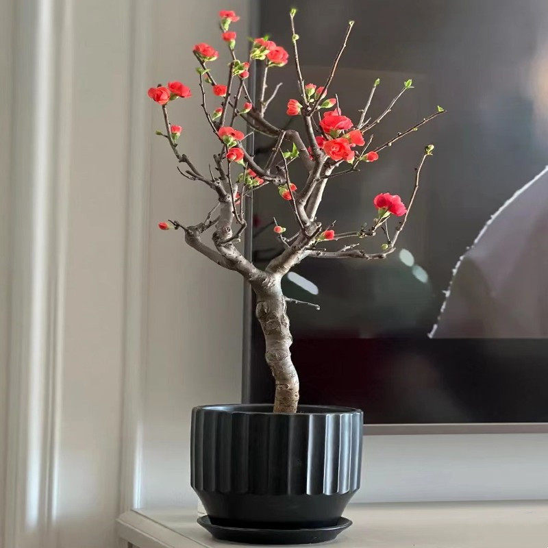 四季海棠花盆栽树苗开花卉重瓣老桩盆景耐寒绿植物室内阳台好养活