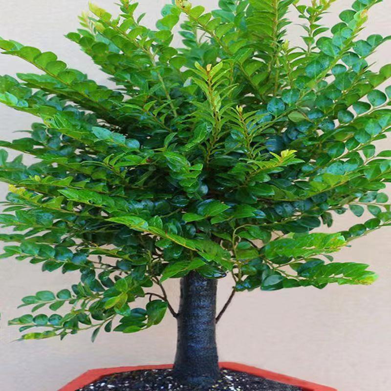 小叶紫檀盆景树桩盆栽老桩独桩植物室内桌面客厅好养活防辐射绿植