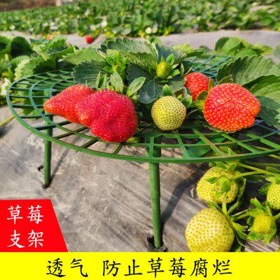 家庭种植草莓托盘架绿植防倒伏植物果实支撑园艺用品草莓支撑架子