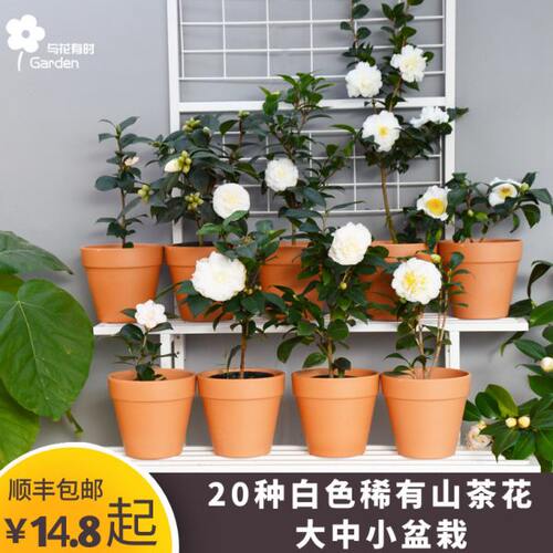 白色山茶花盆栽苗香奈儿绿植亮绿物活常中好养四季带花苞东方大树