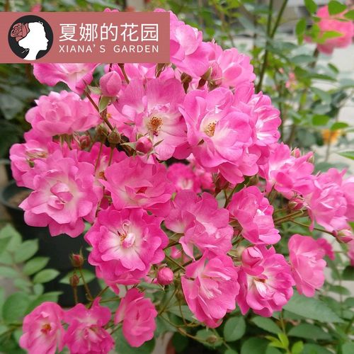 天荷繁星微型月季花苗多季开花多头勤花抗病易养易活爆盆阳台盆栽