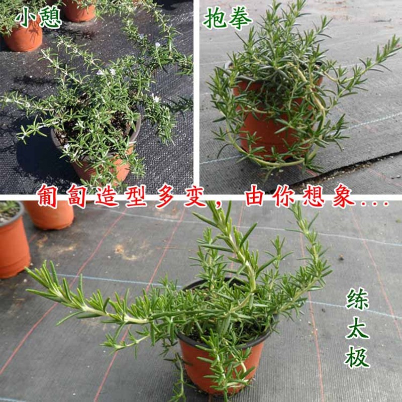 耐寒匍匐迷迭香盆栽芳香植物香草盆栽花卉驱蚊西餐调料百里香开花