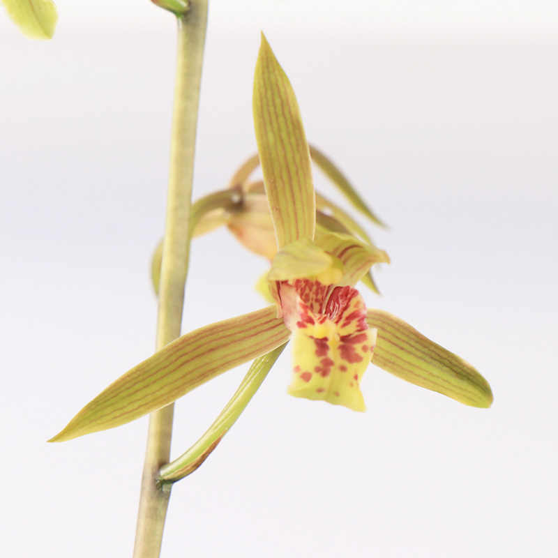 径里 兰花苗 兰草蕙兰虎斑线艺金边浓香室内办公室绿植花卉盆栽