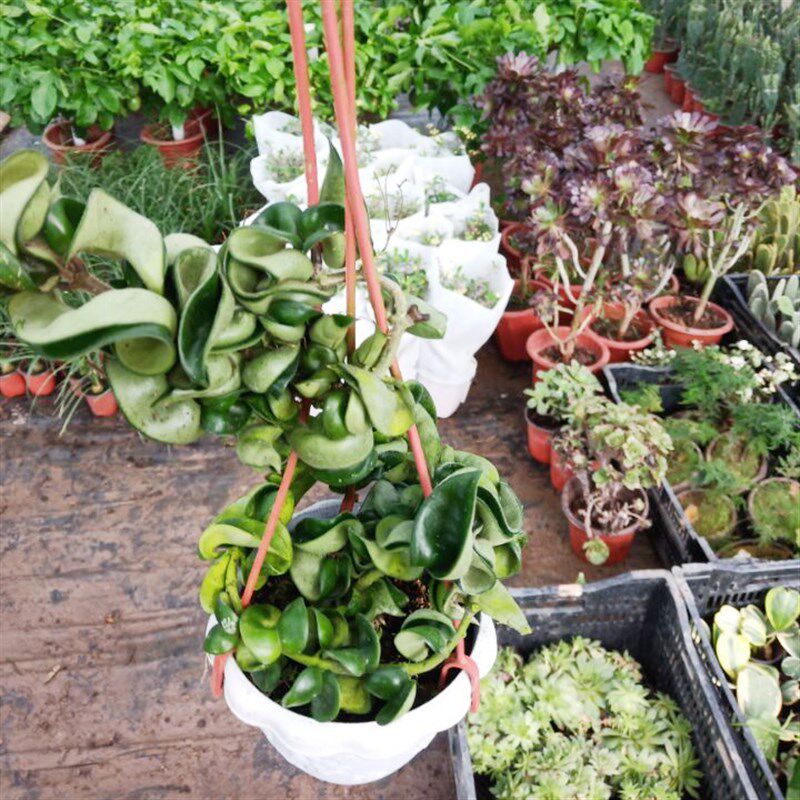 卷叶球兰盆栽卷叶内外锦球兰大苗室内阳台爬藤花卉植物