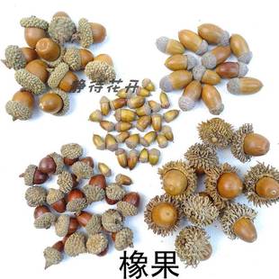 橡果diy森系天然带帽橡子果实手工干花挂件装饰小摆件拍摄道具