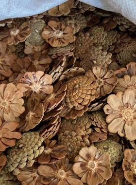 已剪好松果花干松球花瓣节日Zakka装饰品幼儿园手工环创材料DIY