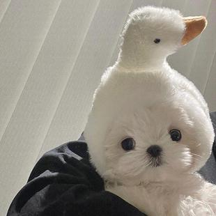 马尔济斯专用帽子宠物小狗狗约克夏头套秋冬季冬天款保暖幼犬用品