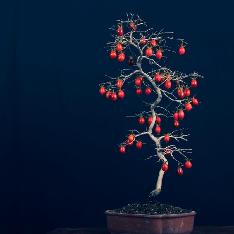 老鸦柿原生熟桩素材树老桩挂果品种金弹子盆景小苗母桩梦之结果