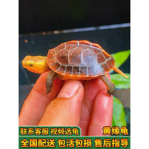 黄缘龟闭壳龟安缘幼龟活物乌龟龟苗宠物台缘幼苗安布纯种安徽闭合