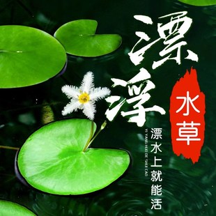 浮萍水草鱼缸造景专用古法养龟鱼水培植物净化水质葫芦一叶莲套餐