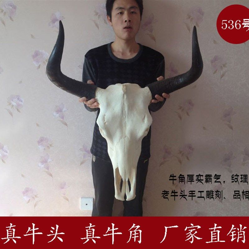 牛头骨装饰工艺品牦牛头骨装饰标本壁挂藏区标本特色壁饰真牛头骨