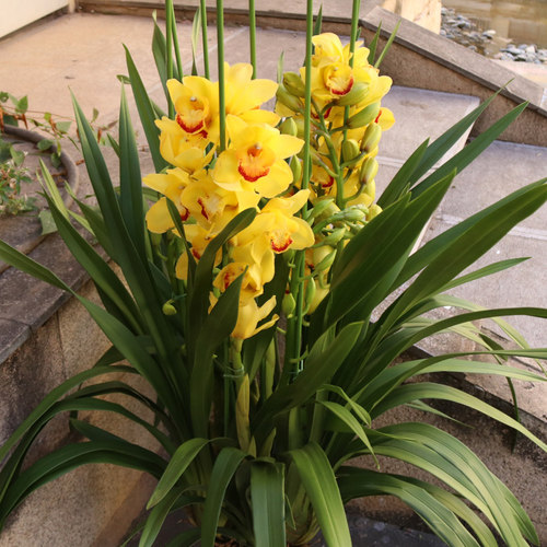 大花蕙兰落地大苗兰花花卉盆栽带花苞梦香兰草绿植国兰香文心兰浓