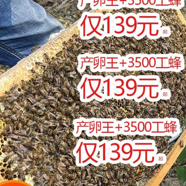 优质中蜂蜂群带王带子脾阿坝蜂王土蜜蜂养殖中华蜜蜂蜂群带箱包活,农用物资,授粉蜂,淘宝优惠券,粉丝福利购,淘宝优惠卷