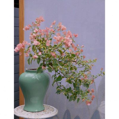 专用花盆端客厅摆件枝适合种花瓶陶盆的大气插花三角梅飘新中式高