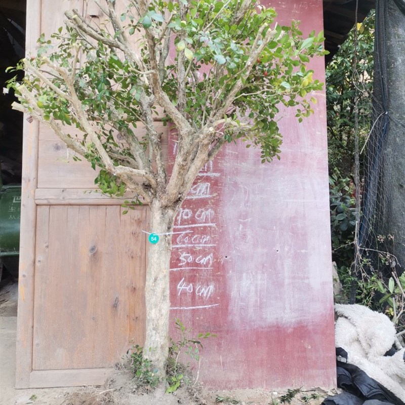 九里香盆景提根就里香老桩风景树室内绿植多花植物花浓香型植物
