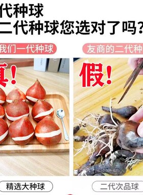 郁金香花种水培种球五度球重瓣白色紫色粉色大球水培盆栽土培开花