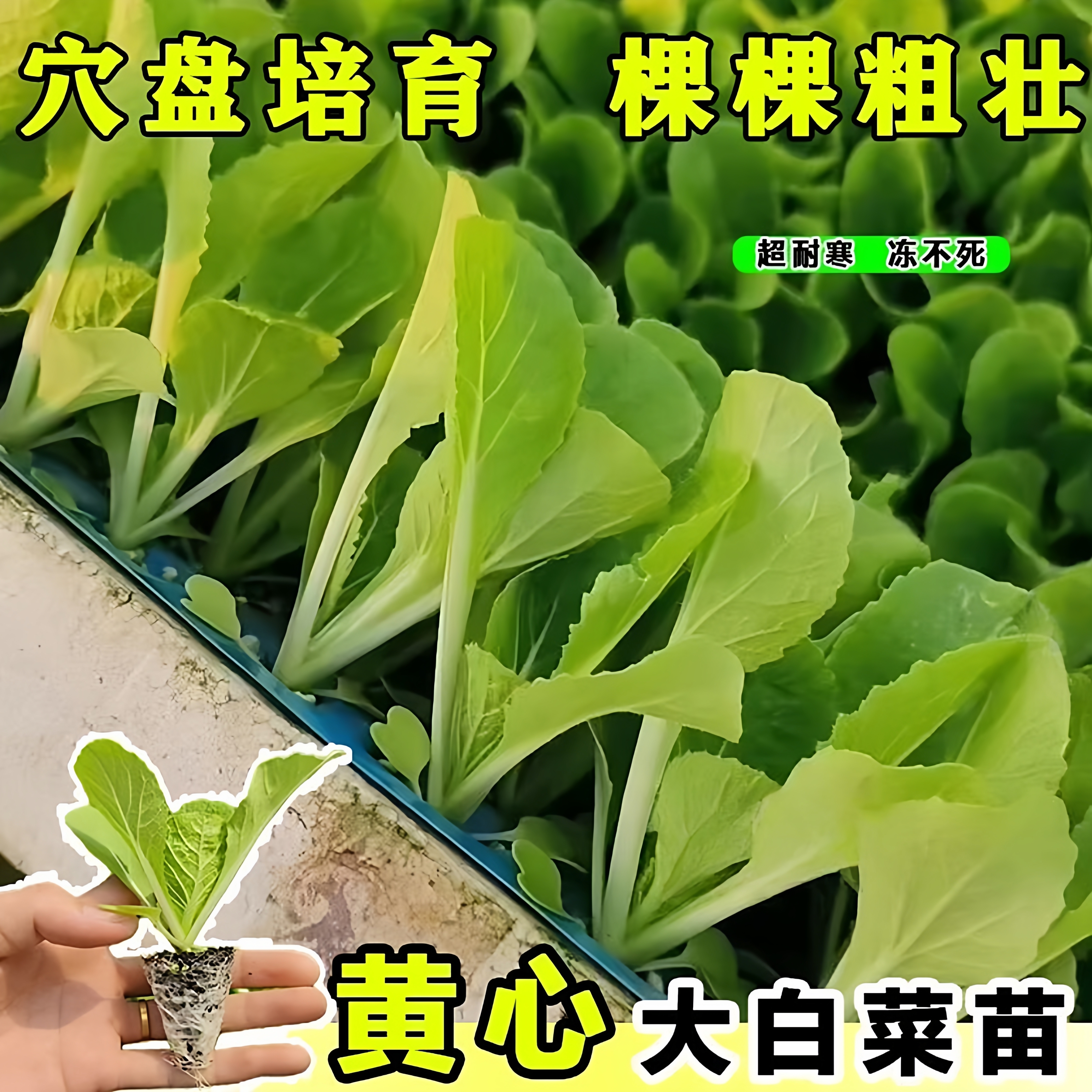 黄心大白菜苗秧苗室内外超耐寒
