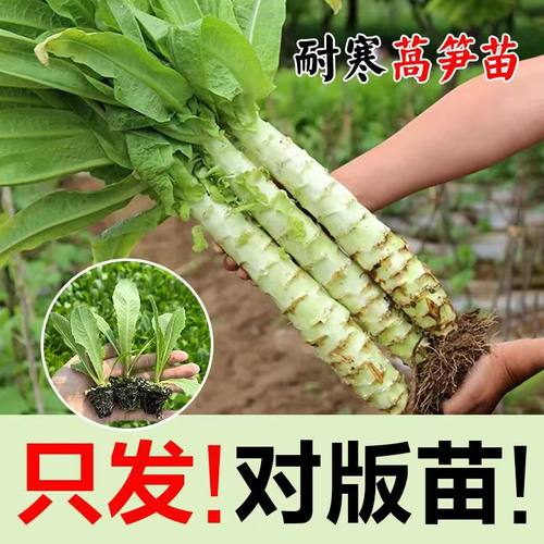 莴笋苗秧苗红莴苣苗带土四季耐寒