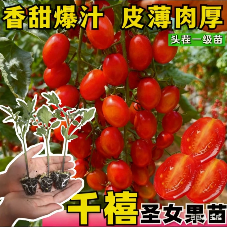 千禧红圣女果苗樱桃小番茄苗