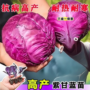 紫甘蓝苗秧苗种苗紫包菜苗卷心菜苗绿甘蓝苗带土苗秋冬耐寒室内外
