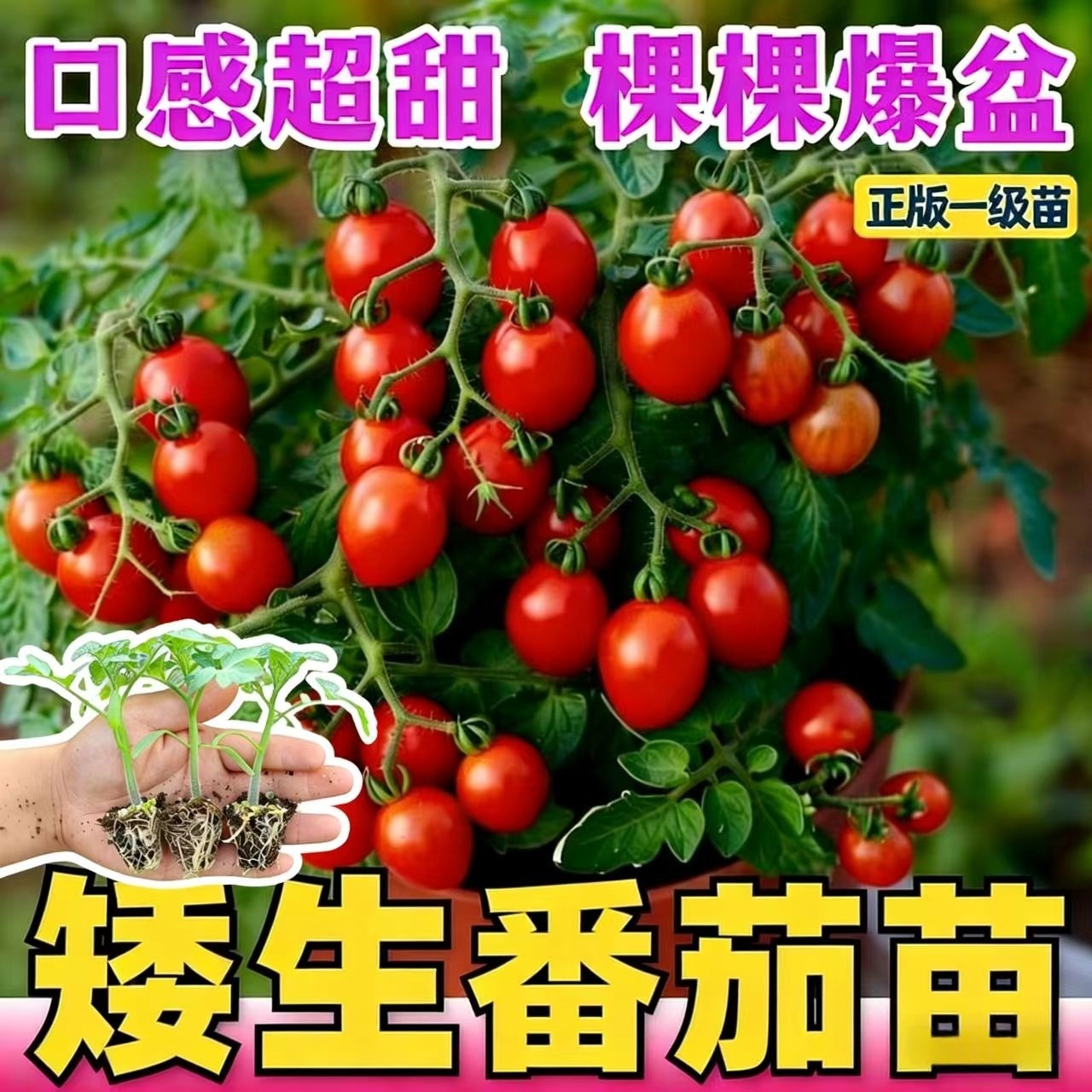 矮生番茄苗小西红柿种苗