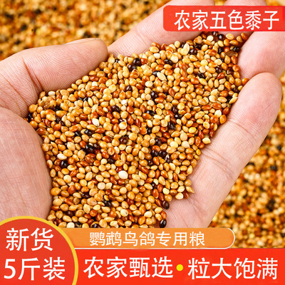 当季新优质五色黍子鹦鹉饲料鸟食带壳小米虎皮牡丹玄凤鸟粮食鸽粮