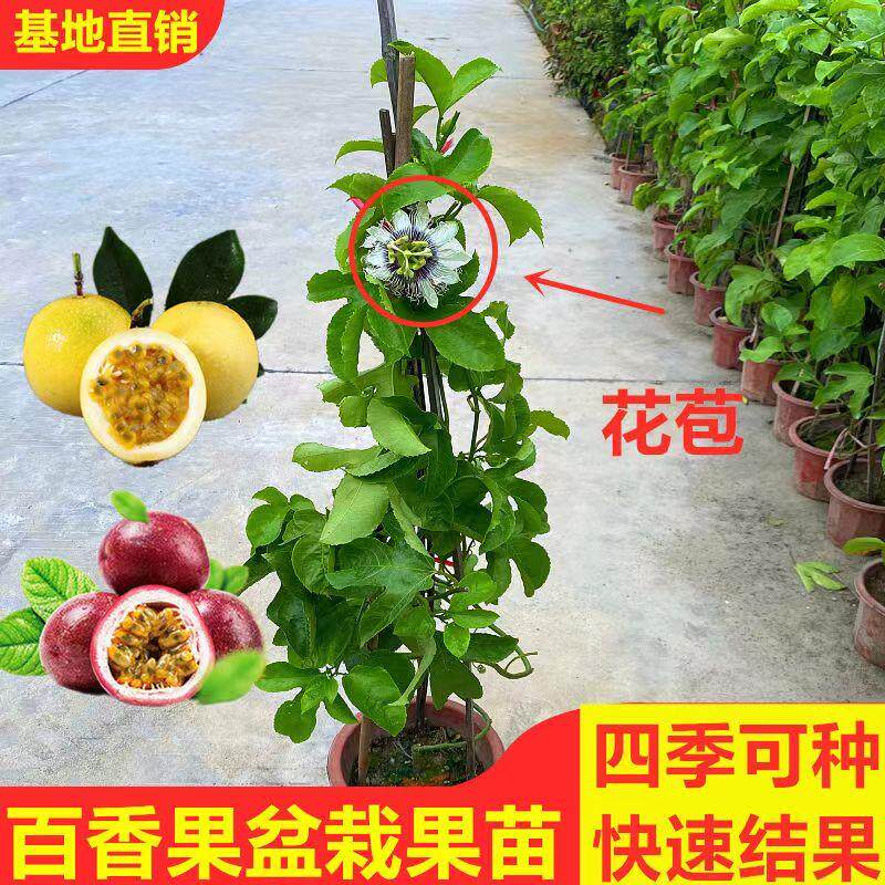 百香果树果苗带果发货爬藤植物盆栽庭院四季结果鸡蛋果苗紫香果树