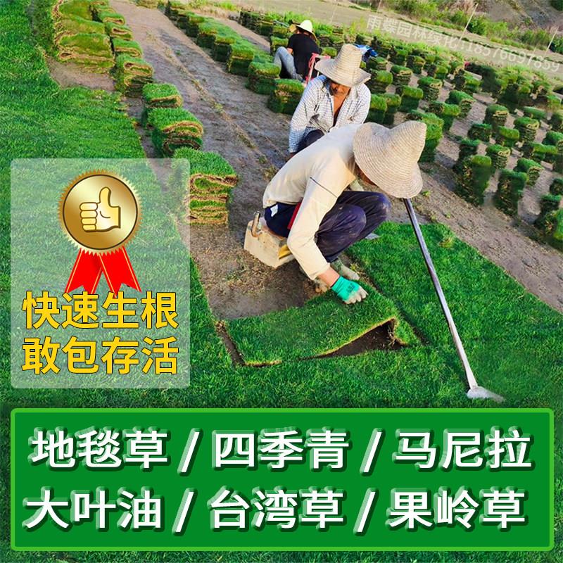 带土草皮真草别墅庭院绿化四季青台湾草马尼拉大叶油草耐踩踏草坪
