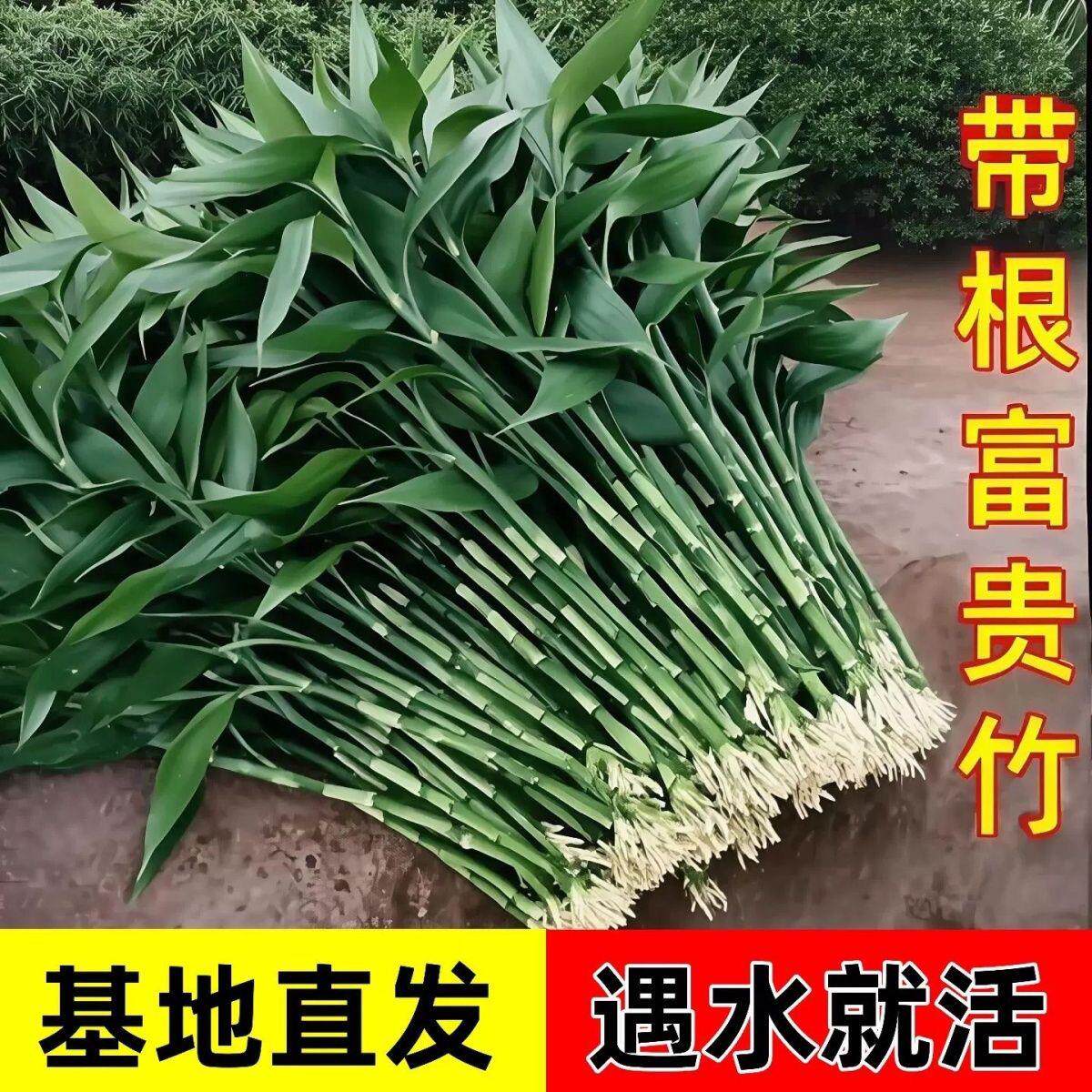 富贵竹水养水竹富贵竹带根须富贵竹带根粗大绿植大型盆栽植物花卉