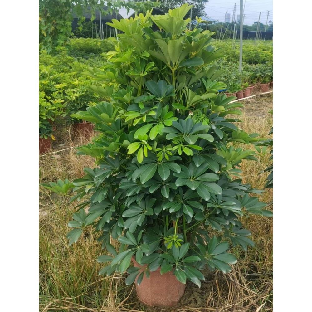 鸭脚木盆栽鸭掌木树苗老桩大绿植八方来财室内客厅旺宅植物招财树
