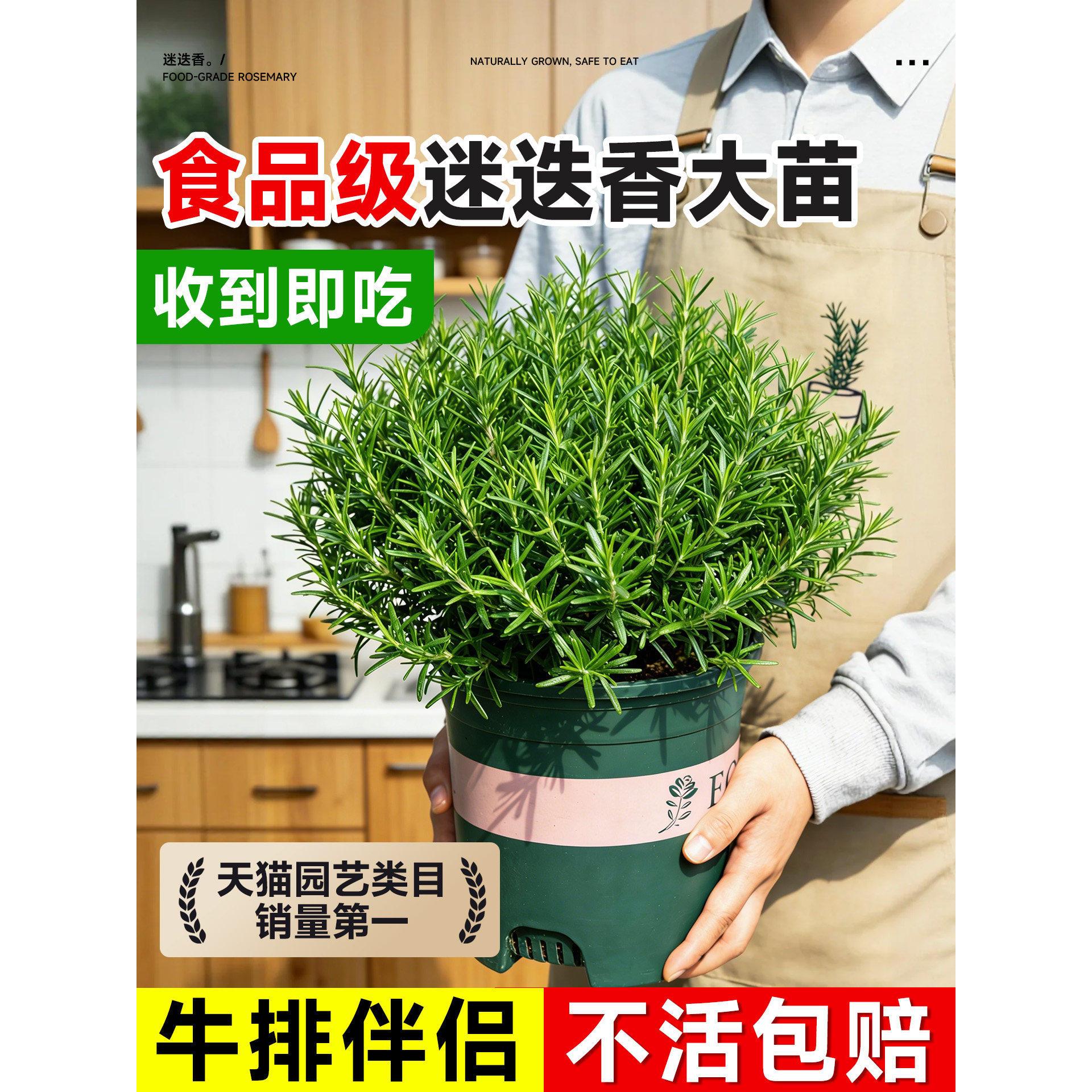 迷迭香盆栽可食用煎牛排驱蚊香草植物大苗薄荷水培花卉阳台绿植物