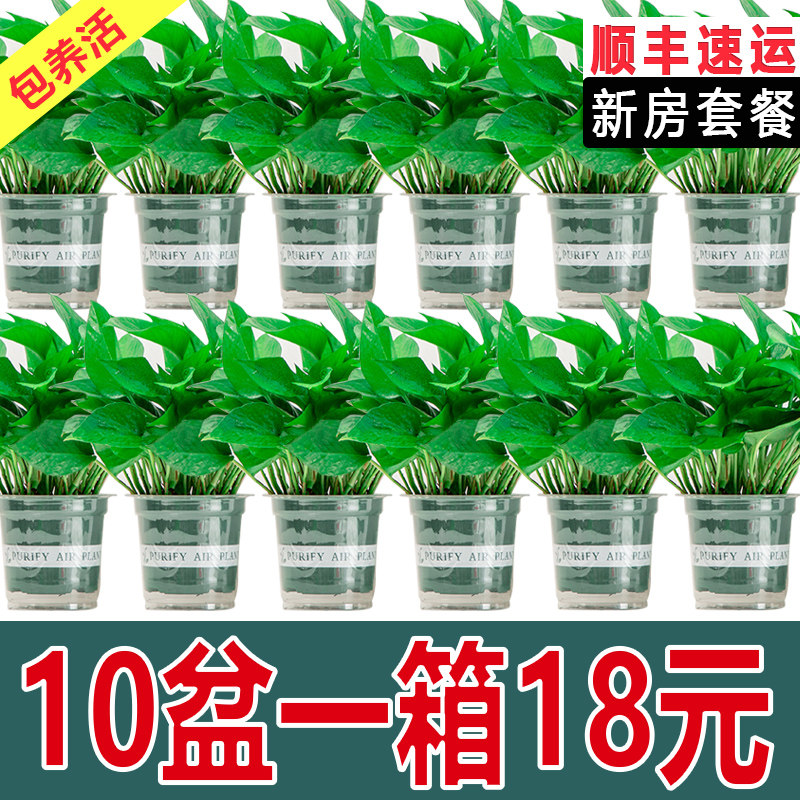绿萝盆栽室内新房家用净化空气