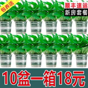 绿萝盆栽室内新房家用净化空气植物花卉绿植水培长藤垂吊大叶绿箩