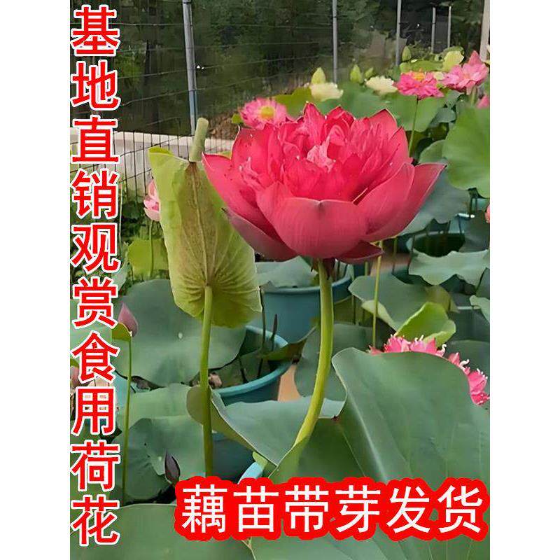 莲藕种根苗荷花苗盆栽水养莲花大型食用池塘观赏睡莲水培碗莲种藕