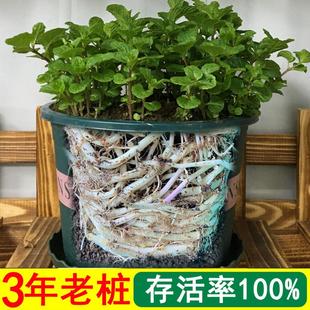 薄荷盆栽老桩特级食用种好薄荷老根驱蚊防蚊高存活阳台庭院绿植