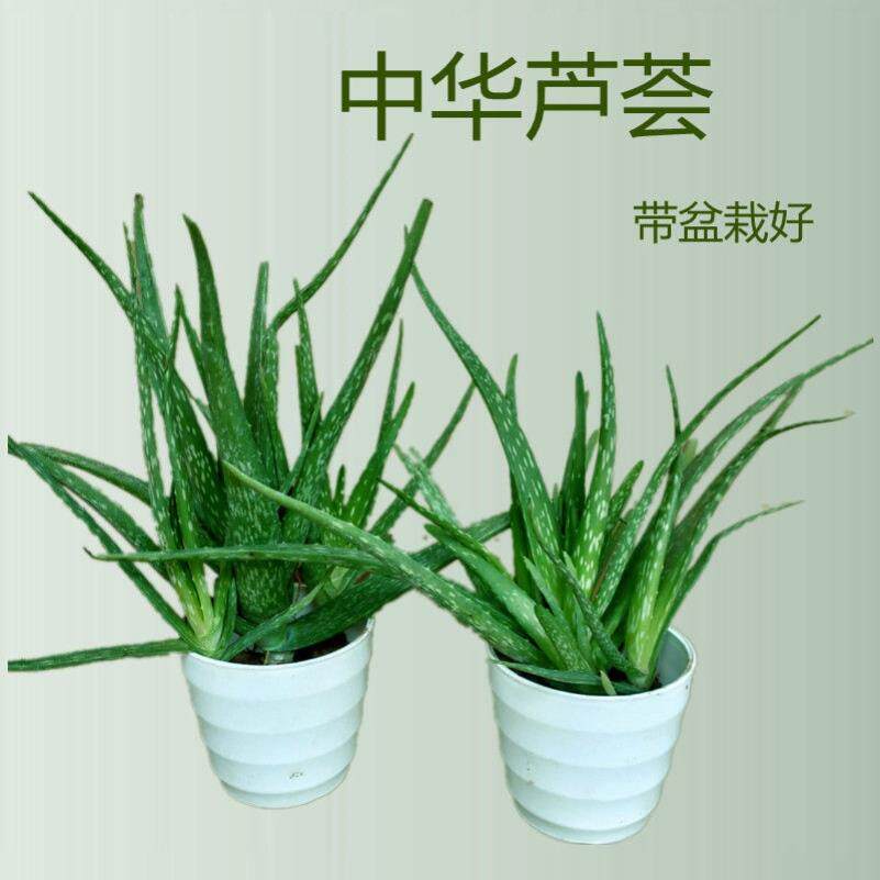 中华芦荟盆栽可吃斑纹芦荟美容护肤现挖现割带根盆栽庭院阳台绿植