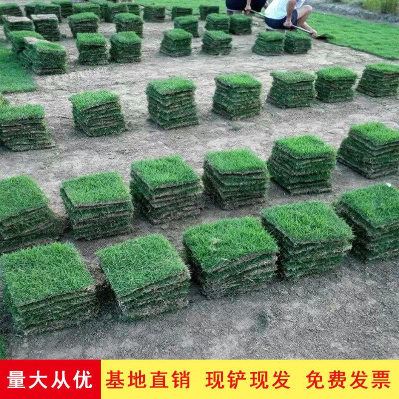 带泥土真草皮庭院别墅绿化工程马尼拉四季青果岭草坪台湾草带土