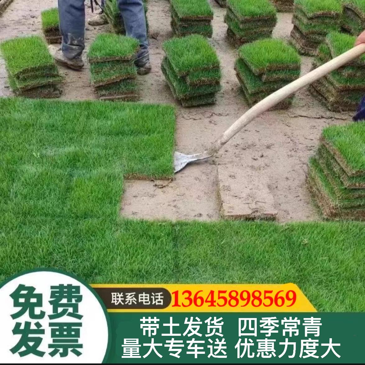 带泥土真草坪草皮马尼拉四季青果岭草别墅庭院绿化造景江浙沪包邮