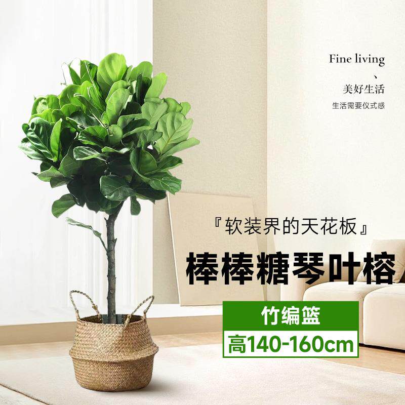 琴叶榕盆栽大型绿植大叶老桩日式北欧风格室内客厅落地办公室真树
