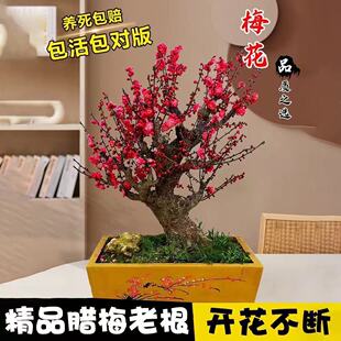 正品梅花盆景老桩 原生梅花带花苞四季花 室内外庭院耐寒浓香花卉