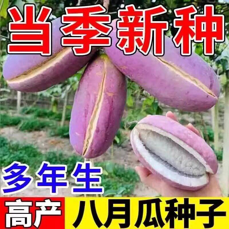 【下单立减50】八月瓜种子水果现摘八月炸野果子木果野香蕉_JK