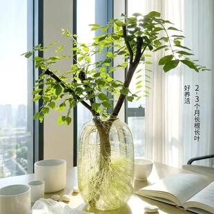 【下单立减50】小叶女贞鲜切支复合肥_YB