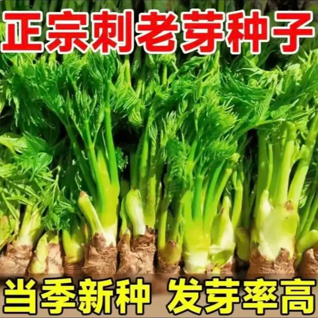 【下单立减50】刺龙芽种子高发芽率山野菜种籽庭院盆栽四季养_YB