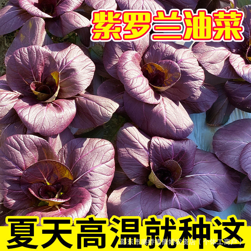 【下单立减50】紫罗兰小青菜上海青耐寒蔬菜四季盆栽Y02