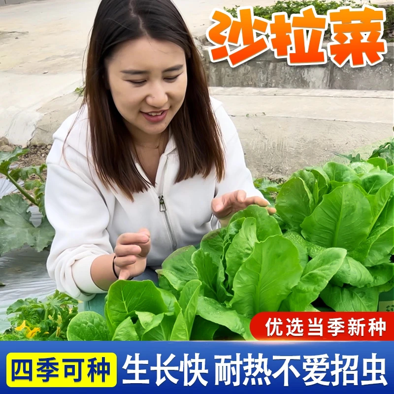 【下单立减50】孔雀菜种子直立生菜沙拉菜种籽四季播种生吃脆_F
