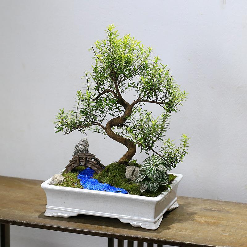 小叶赤楠盆景造型老桩植物室内客厅桌面绿植办公室盆栽好养红杨