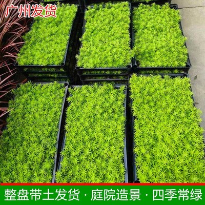 广州佛甲草草皮真草带泥土黄金草绿化造景地被万年草庭院别墅花园