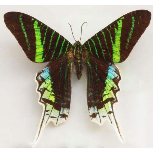 月亮蛾Urania leilus原蝶标本