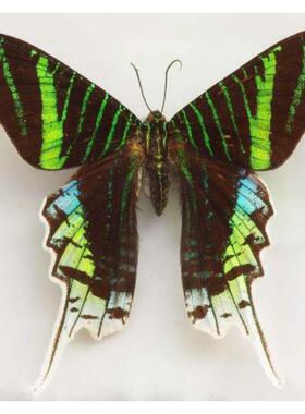 月亮蛾Urania leilus原蝶标本