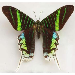 月亮蛾Urania leilus原蝶标本